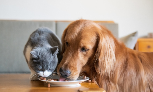 Alimentación en perros y gatos con Ownat